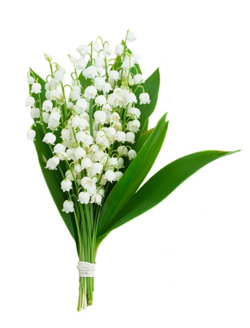 flowers  / Selecting flowers flowers  / blooming flowers