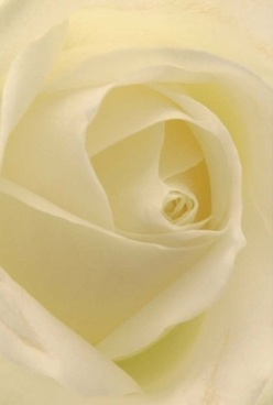 This intimate close-up captures the inner world of a white rose, its ivory petals swirling inwards in perfect harmony, evoking the mood of a peaceful early morning walk through Somers Town's leafy crescents. Each layer glows with soft cream and pale lemon hues, their velvety translucence inviting you to imagine running your fingertips along their delicate curves. The lighting is diffused and gentle, enhancing the flower's natural poise while highlighting the meticulous artistry that local florists in Somers Town take pride in. The tranquil composition lifts the spirit, serving as an elegant token of affection for occasions like anniversaries or an expression of gentle sympathy for a neighbour along Chalton Street. The rose's pure form, rendered in exquisite detail, suggests timelessness and refinement-qualities that resonate within this lively community. You can almost sense the subtle, sweet scent gracing the air, mingling with the memories shared in homes and gardens nearby, making this bloom a hallmark of thoughtful gifting in Somers Town.